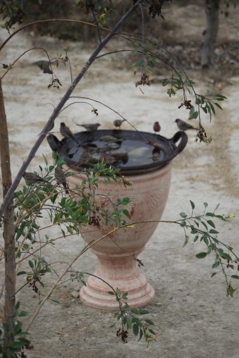 aves esperando turno frente al balneario