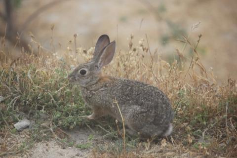 conejo visto de muy cerca