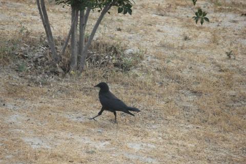 cuervo marcando el paso