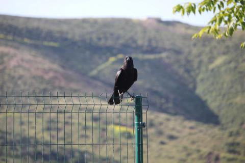cuervo viendo a la camara sobre el cerco