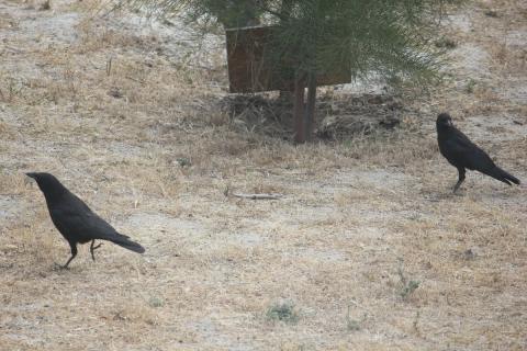 dos cuervos caminando por el jardin