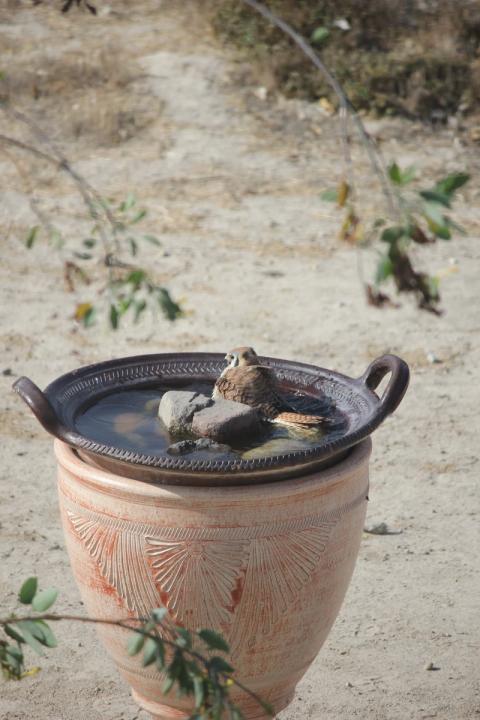 halcon en el balneario mojandose
