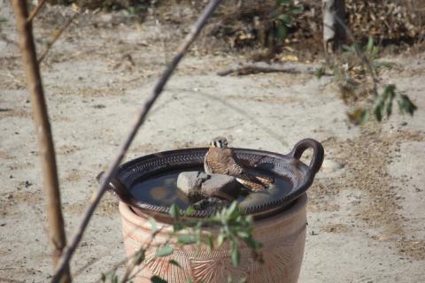 halcon en el balneario