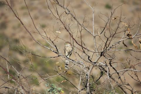 halcon entre las ramas secas de un arbol
