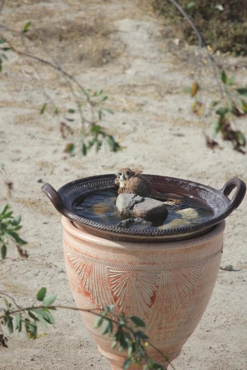 halcon remojandose en el balneario