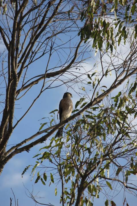halcon sobre arbol reposando
