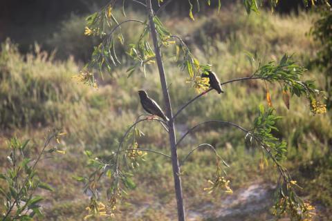pajaritos pico amarillo sobre arbol