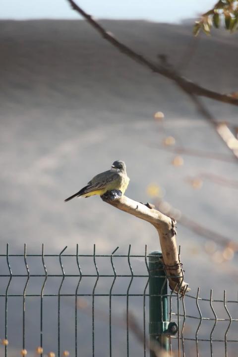 pajaro reposando sobre palo