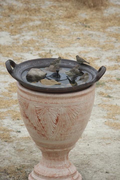 varios pajaritos reunidos para tomar agua