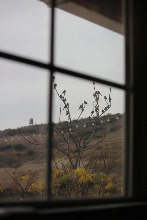 paradero de aves visto desde el interior de la casa