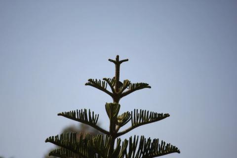 pino estrella adornando el jardin