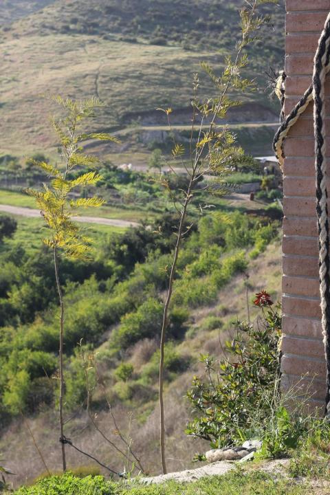 vista al monte y arboles del arroyo